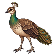 Indian Peafowl Juvenile