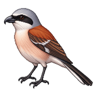 Red-backed Shrike