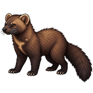 Fisher