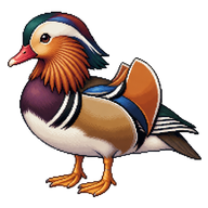 Mandarin Duck