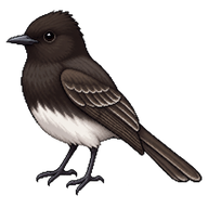 Black Phoebe