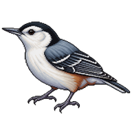 White-breasted Nuthatch