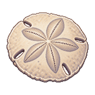 Sand dollar