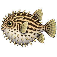 Striped Burrfish
