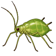 Asparagus Aphid