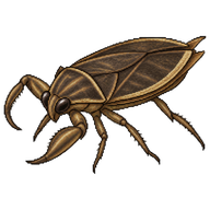 Giant Water Bug