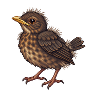 Common Blackbird Nestling