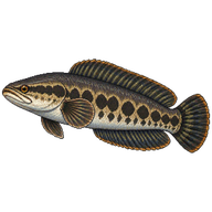 Northern Snakehead