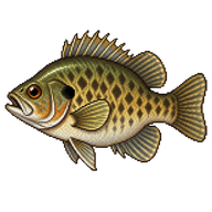 Rock Bass
