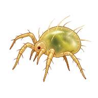 Common spider mite Larva