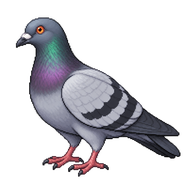Rock Dove
