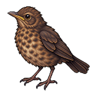 Common Blackbird Fledgling