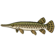 Spotted Gar