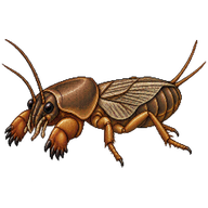 Northern Mole Cricket