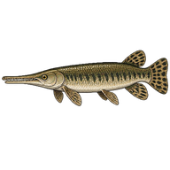Longnose Gar