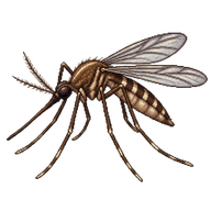 Northern House Mosquito
