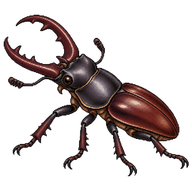 Smooth Stag Beetle