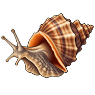 Veined rapa whelk