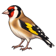 European Goldfinch