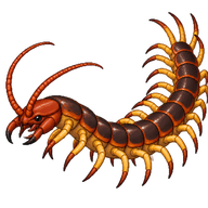 Common Desert Centipede