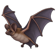 Mexican Free-tailed Bat