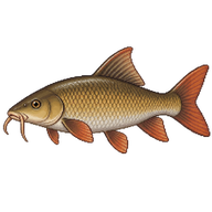 Barbel