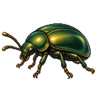 Common Pollen Beetle