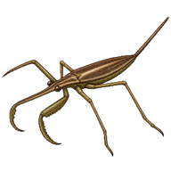 Brown Water Scorpion