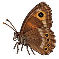Common Wood-Nymph