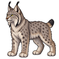 Canadian Lynx