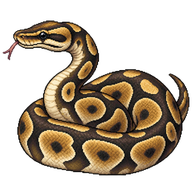 Ball Python