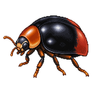 Mealybug Destroyer