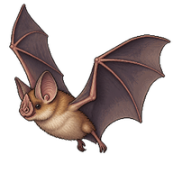 Lesser Horseshoe Bat