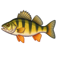 Yellow Perch