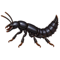 Devil's Coach-Horse