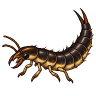 Devil's Coach-Horse Larva