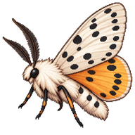 Virginia Tiger Moth