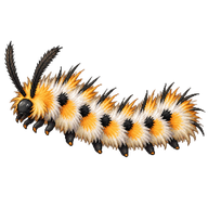 Virginia Tiger Moth Caterpillar