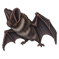 Western Barbastelle