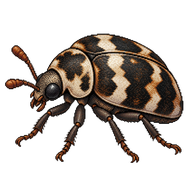 Hide Beetle