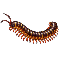 Greenhouse Millipede