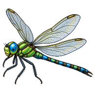 Emperor Dragonfly