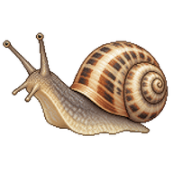 White Heath Snail