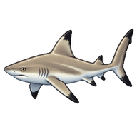 Blacktip reef shark