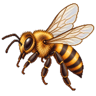 Western Honey Bee