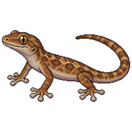 Mourning Gecko