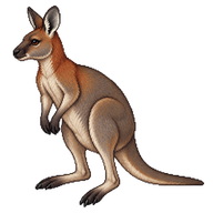 Red-necked Wallaby