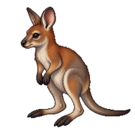 Red-necked Wallaby Joey
