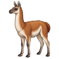 Guanaco