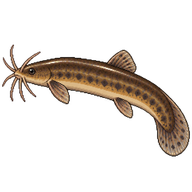 Oriental weatherfish